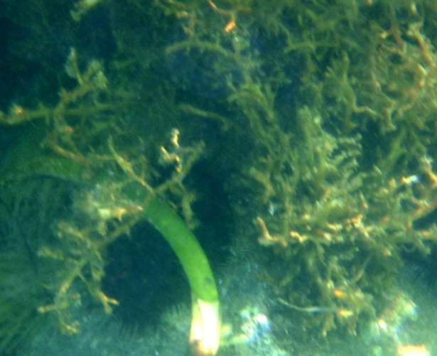 Dictyota linearis